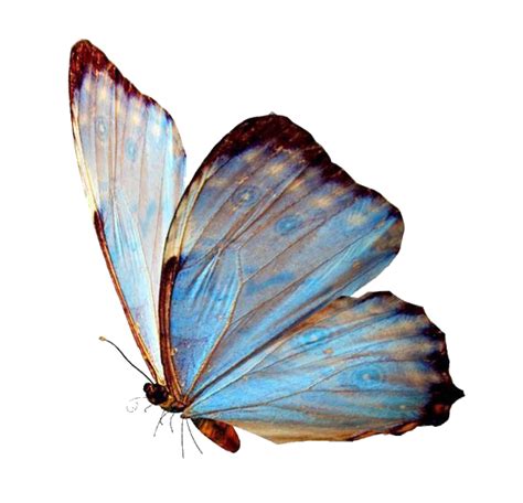 Aesthetic Butterflies Transparent Pastel Aesthetic Butterfly Png