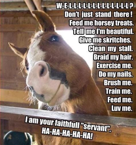 So True Funny Horses Funny Horse Pictures Funny Horse Memes