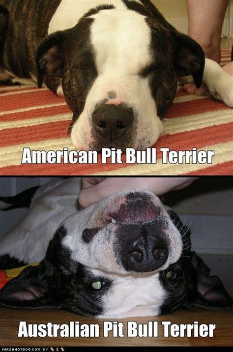 Amazing Ideas 48 Funny Images Of Pitbull Dogs
