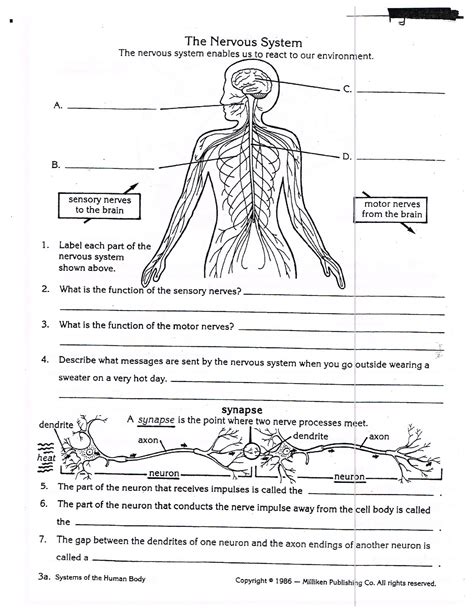 The Nervous System Worksheets