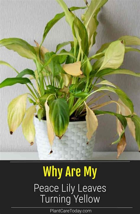 Solving The Mystery Of Yellow Peace Lily Leaves