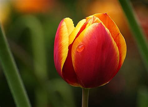 Free Images Flower Petal Tulip Spring Red Yellow Flora Flowers