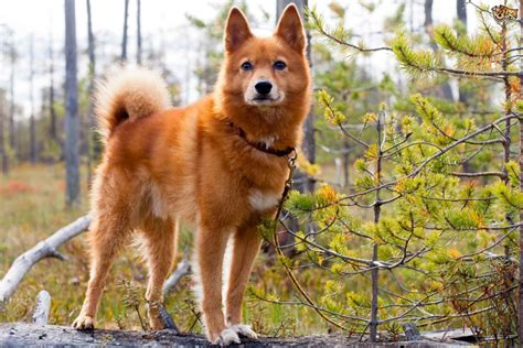 dog breeds    fox hubpages