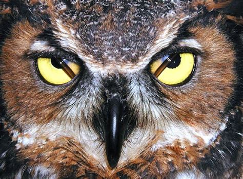 Owls Have Three Sets Of Eyelids One For Blinking One For Sleeping