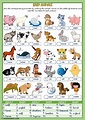 Animals Worksheet For Kindergarten Pdf - Worksheets