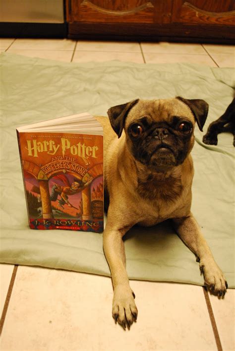 You might recognize the name from the first harry potter movie, but he was a real person. LitPool: Nicolas Flamel: Pug's Harry Potter Reading ...