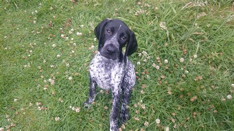 The german shorthaired pointer is an adaptable hunter and multipurpose gun dog with high intelligence and a strong scenting ability. German Shorthaired Pointer Puppies | Keighley, West ...
