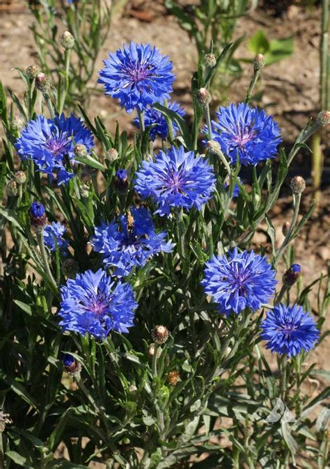 Dwarf Blue Cornflower Centaurea Cyanus Applewood Seed Company