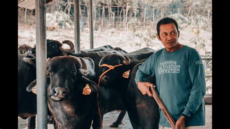 Philippine Carabao Center Grants 11 Murrah Buffaloes To Yamang Bukid