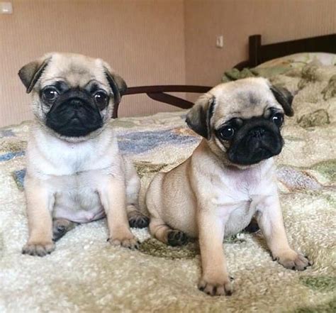 Deal direct with a registered breeder. Pug Puppies For Sale | San Francisco Bay Area, CA #269075