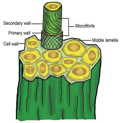 7 Microstructure Morphology Of Jute Fibre Download Scientific Diagram