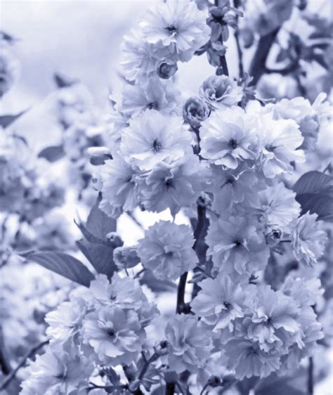Free Stock Photos Rgbstock Free Stock Images Cherry Blossom