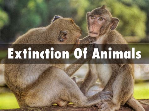Extinction Of Animals By Williamfridd