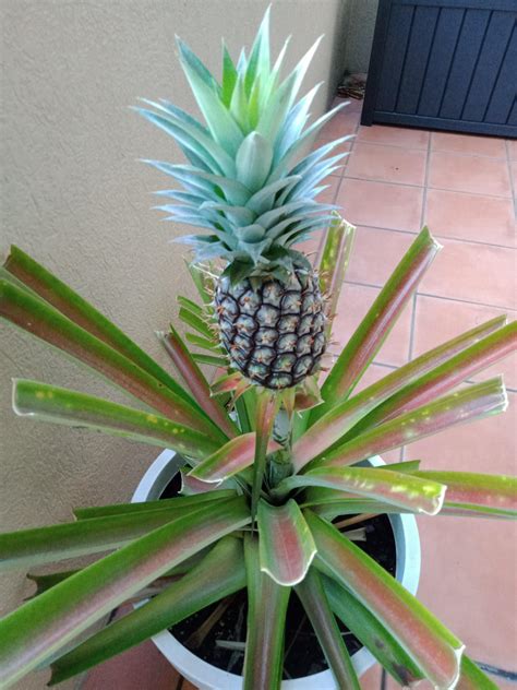 We Grew A Pineapple But Unsure When To Pick It Any Ideas Rpineapple
