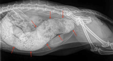 Megacolon In Cats Causes Symptoms And Treatment Kingsdale Animal