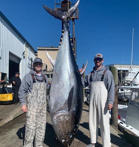Offshore Fishing Report Giant Bluefin Tuna Carolina Sportsman