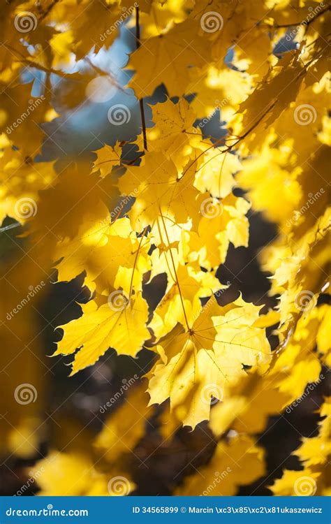 Yellow Leaves Autumn Background Stock Image Image Of Season