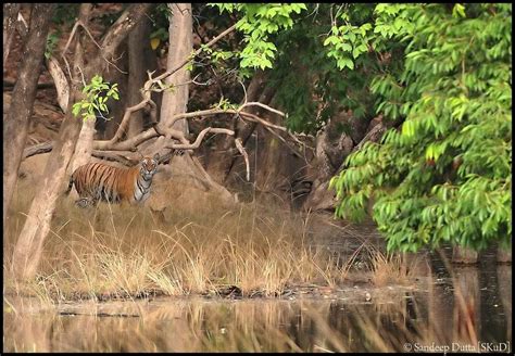 Bandhavgarh National Park Madhya Pradesh Declared A National Park In