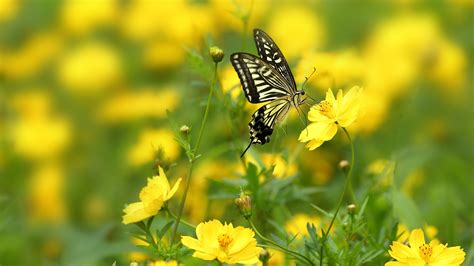 Butterfly Is Sitting On Yellow Flower With Shallow
