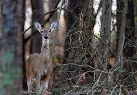 Whitetail Deer In The Woods Smithsonian Photo Contest Smithsonian