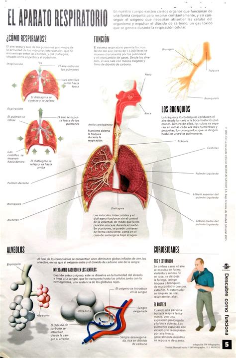El Aparato Respiratorio Infografía Aparato Respiratorio Respiratorio