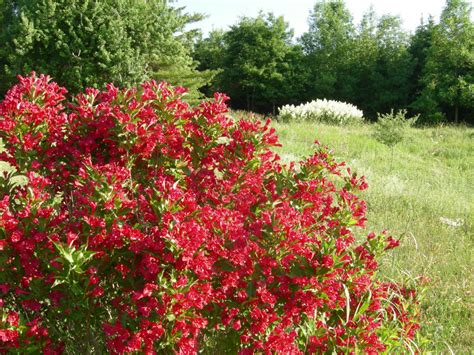 Tree, shrub, red flowers (summer early), medium green foliage. How many of these shrubs can you identify? | Toronto Star