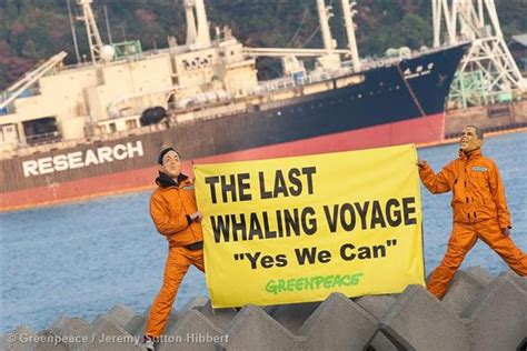 Japans Research Whaling Ruled Illegal By International Court Of