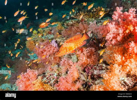 Colored Coral Reef North Male Atoll Maldives Stock Photo Alamy