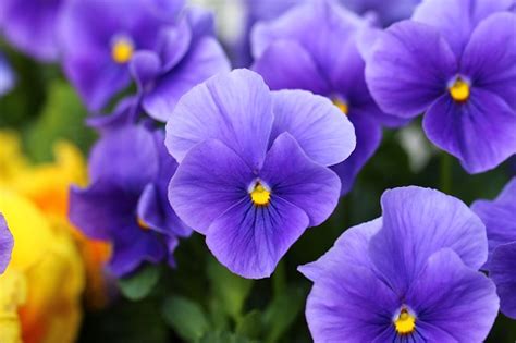 Pansy Foto Stok Unduh Gambar Sekarang Bunga Ungu Bunga Banci