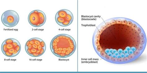 Blastocyst Stages Significance