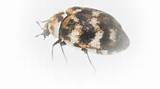 Texas Pest Identification Pictures