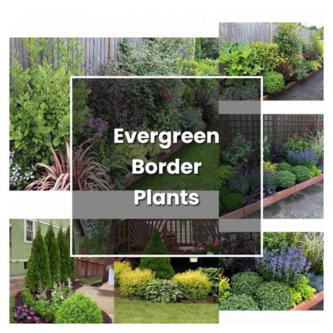 How To Grow Evergreen Border Plants Plant Care And Tips Norwichgardener