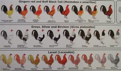 Ultimate Fowl Forum View Topic Color Charts For Chickens Chicken