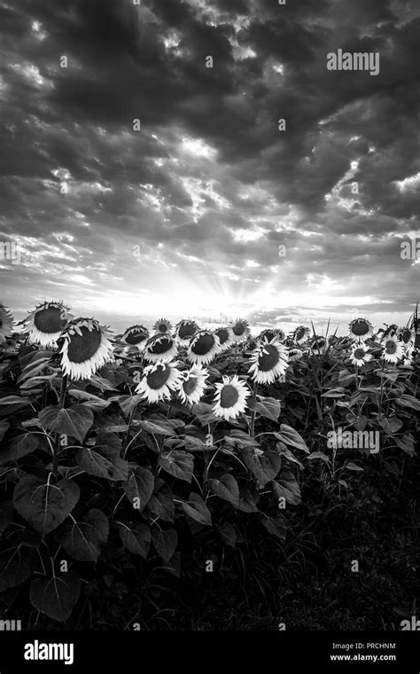 Sunflower Field At Sunset In Italy Black And White Vertical Version