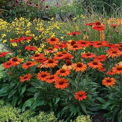 43 Spectacular Orange Flowers Plants Ideas For Garden In Summer