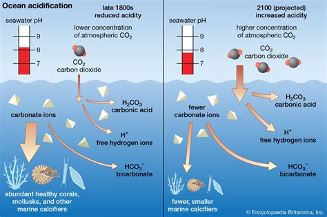 Ocean Acidification Causes And Its Effects Upsc