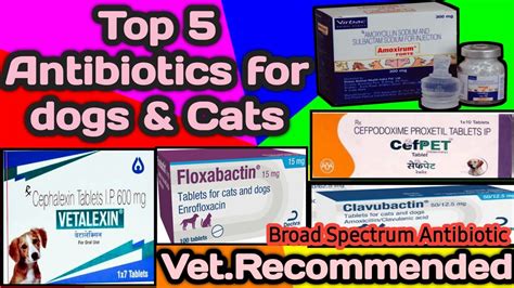 Antibiotics For Dogscats Broad Spectrum Antibiotics Dogs
