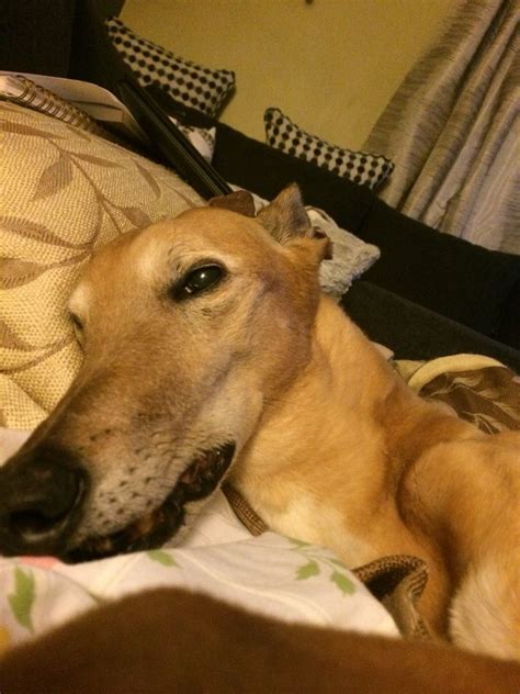 Greyhound Pillow Talk Dog Expressions Greyhound Whippet