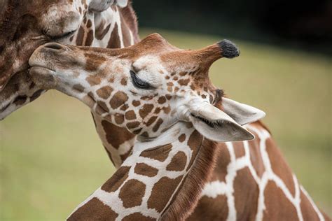 Mother And Baby Giraffes Photograph By Serena Vachon Fine Art America