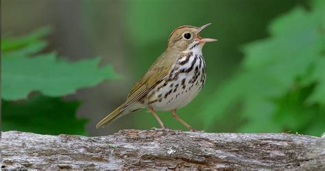 Ovenbird Identification All About Birds Cornell Lab Of Ornithology
