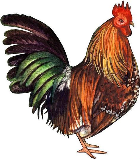 Free Rooster Clip Art Download Free Rooster Clip Art Png Images Free