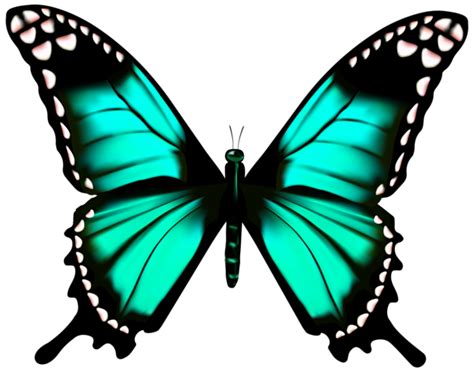 Butterfly Transparent PNG Clip Art Image | Butterfly clip art, Butterfly drawing, Butterfly painting