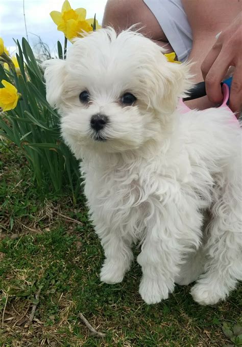 Maltese Puppy Maltese Dogs Cute Dogs And Puppies I Love Dogs Doggies