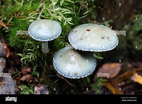 Verdigris Roundhead Hi Res Stock Photography And Images Alamy