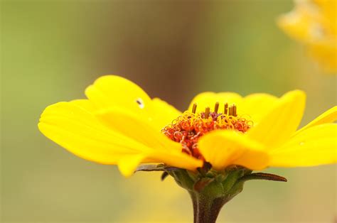 Closeup Photography Of Yellow Petaled Flowers Hd Wallpaper Wallpaper