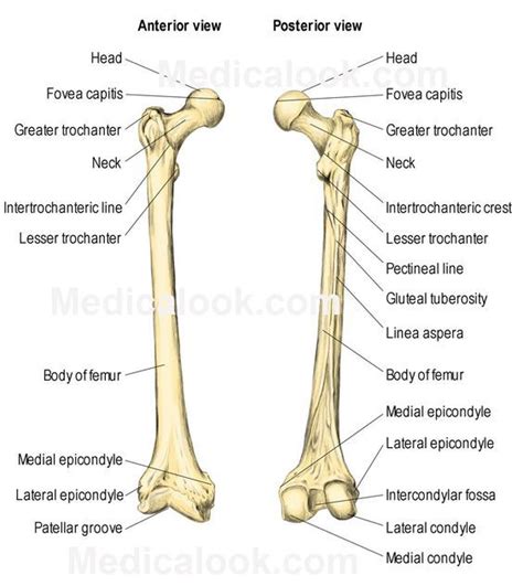 The Femur Consists Of Four Parts The Head Greater Trochanter Lesser