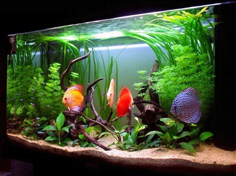 Sebbene si arredi l'acquario a vantaggio dei pesci, tanto meglio se l'ambiente progettato piace anche a chi lo guarda. Accessori acquario marino - Accessori per acquario ...