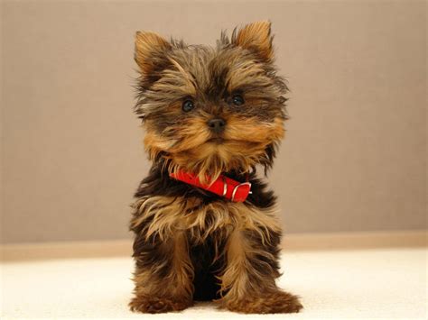 Top 10 Dog Breeds With Little To No Shedding