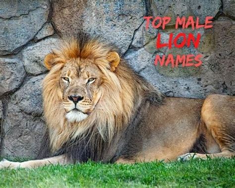 20 Best Male Lion Names Good Names For Male Lions