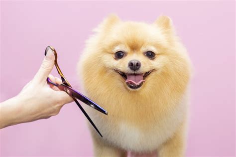 Premium Photo Dog Gets Hair Cut At Pet Spa Grooming Salon